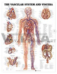 Vascular System and Viscera Anatomical Chart